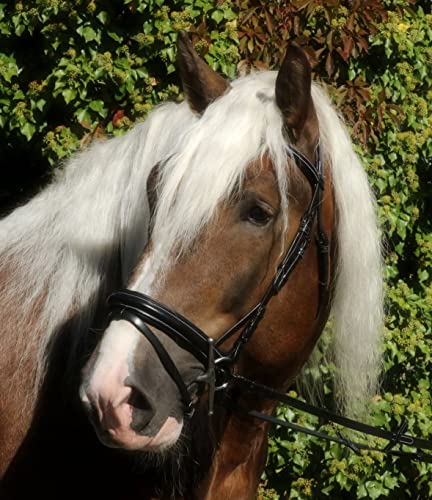 Trense Brilon X Reithalfter X Full Kaltblut Extra