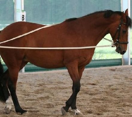Pferdeseile De Langz Gel Aus Baumwolle Natur 2